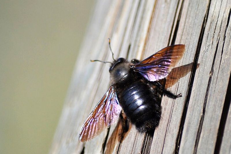 Summer sightings may reveal an older nest rather than new drilling