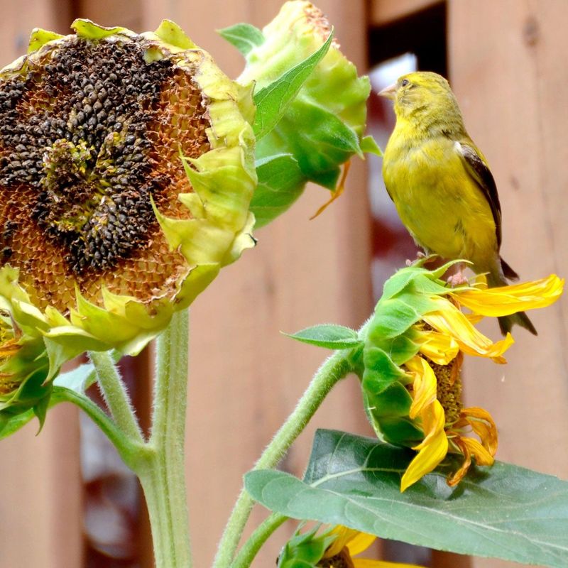 Sunflower (Helianthus annuus)