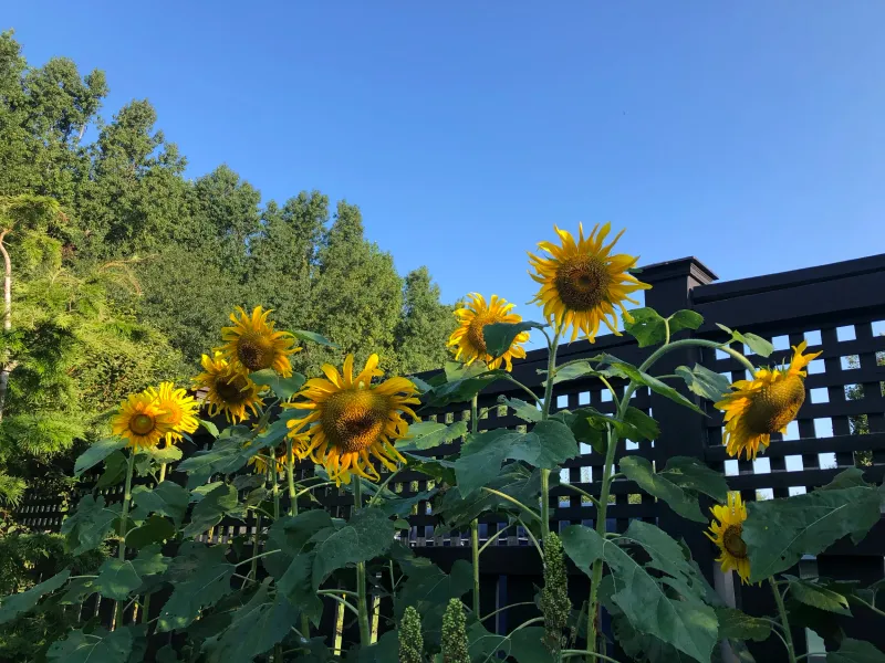 Sunflower Sunflower