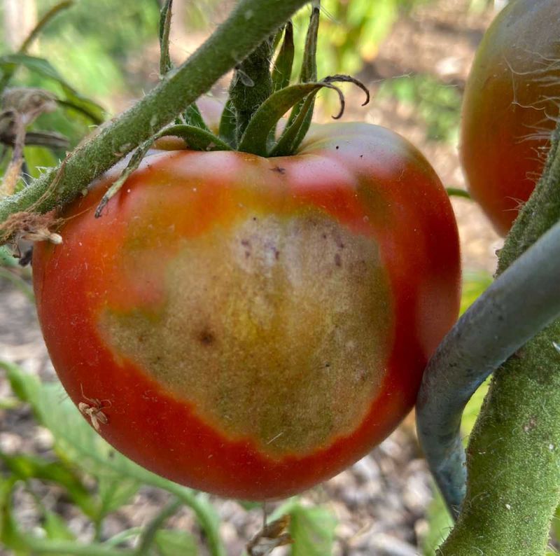 Sunscald leaves a different kind of evidence