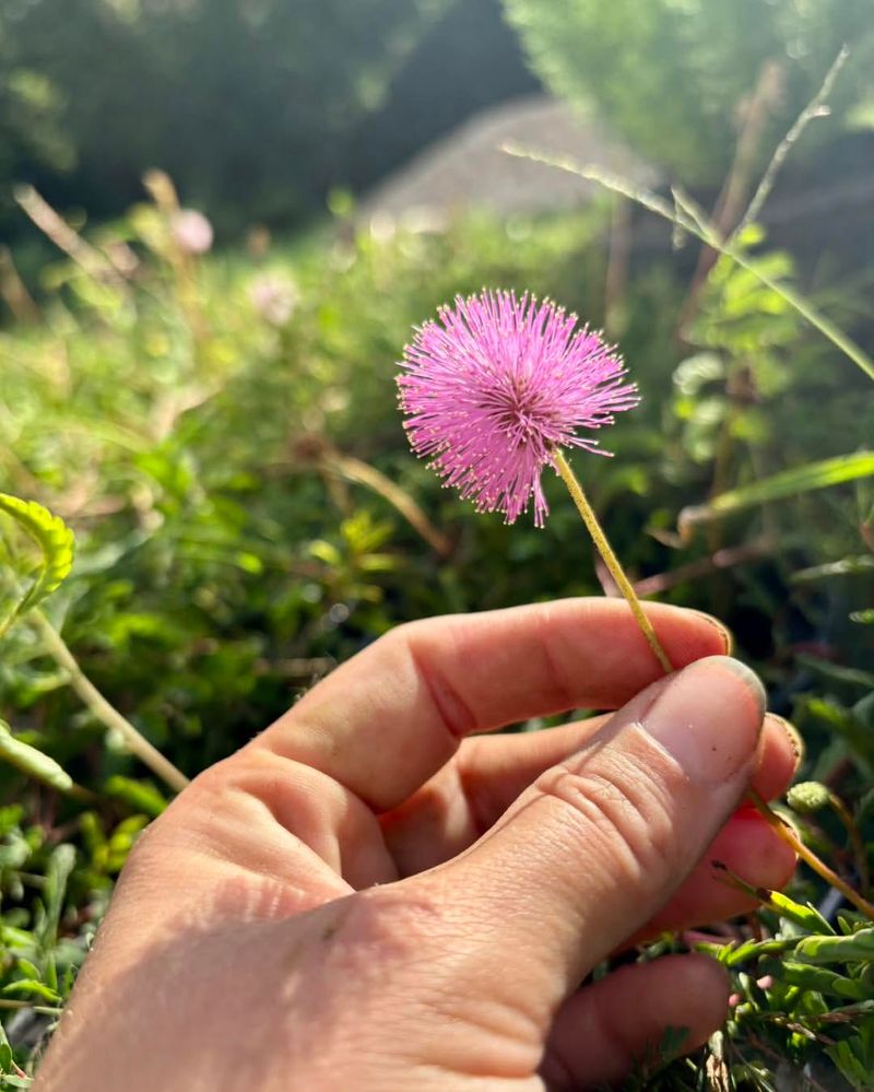Sunshine Mimosa Sunshine Mimosa