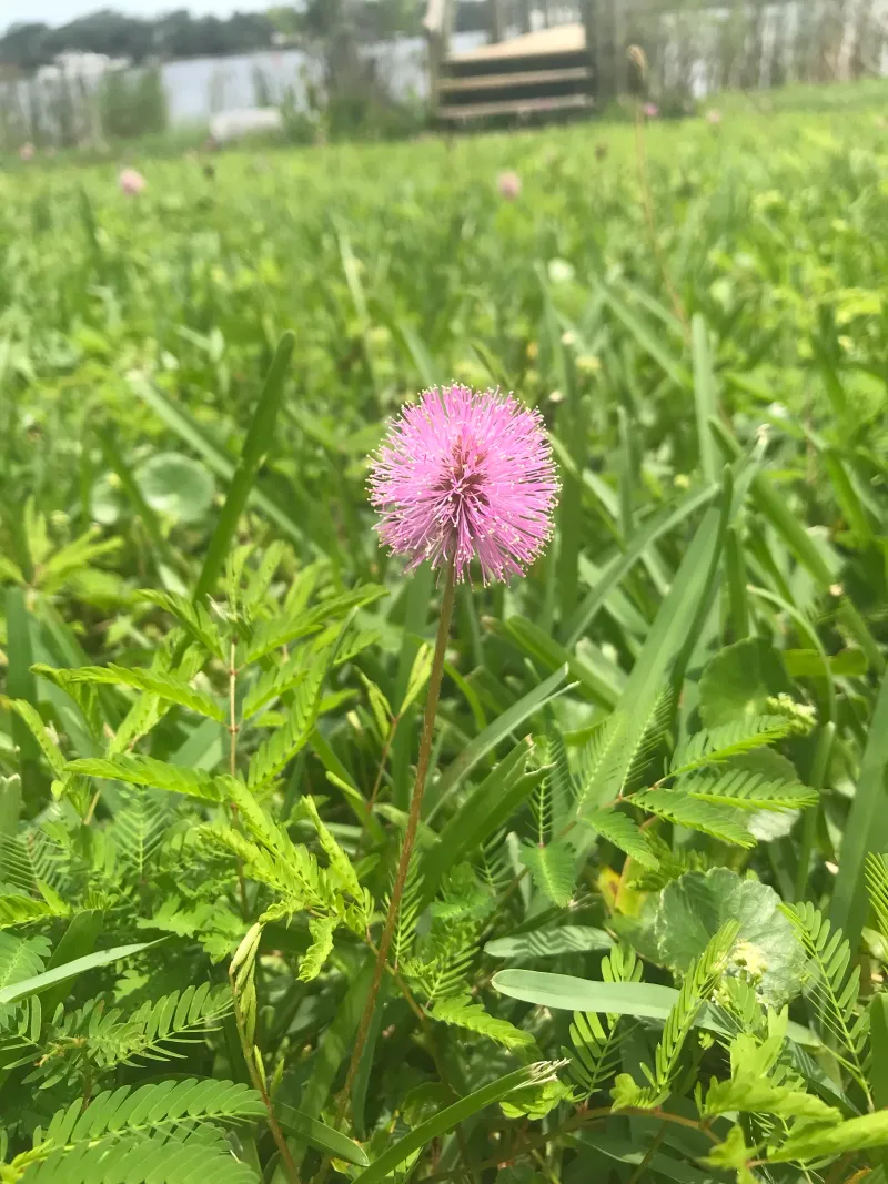 Sunshine Mimosa