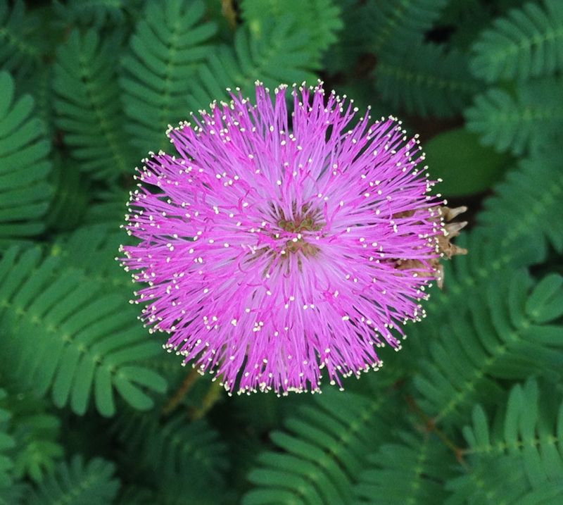 Sunshine Mimosa