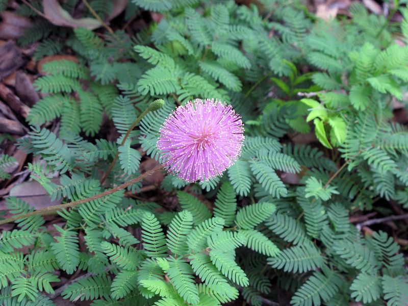 Sunshine Mimosa