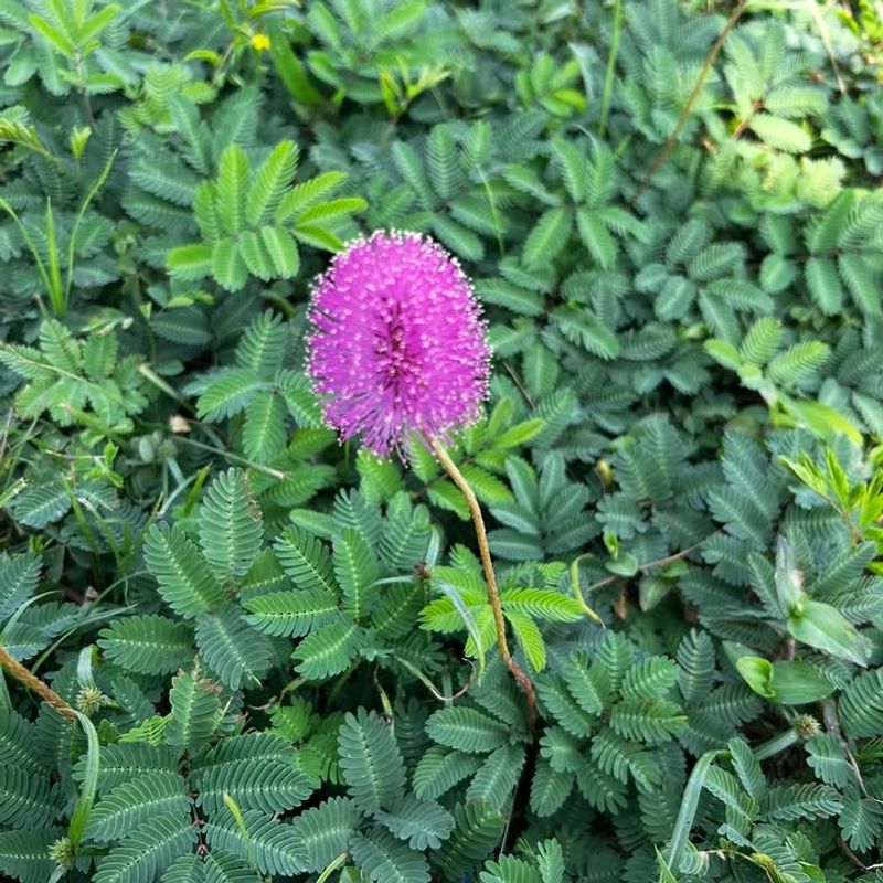 Sunshine Mimosa
