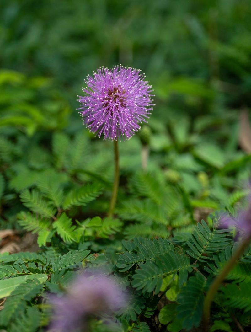 Sunshine Mimosa