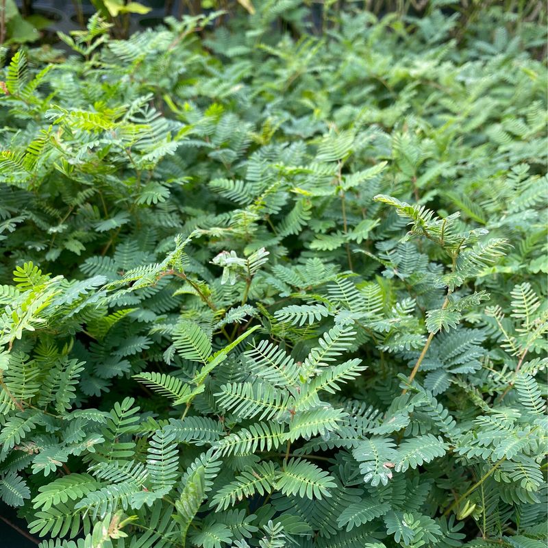 Sunshine Mimosa