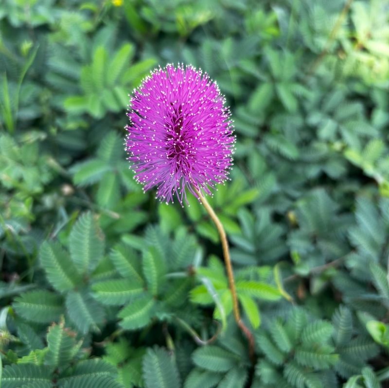 Sunshine Mimosa