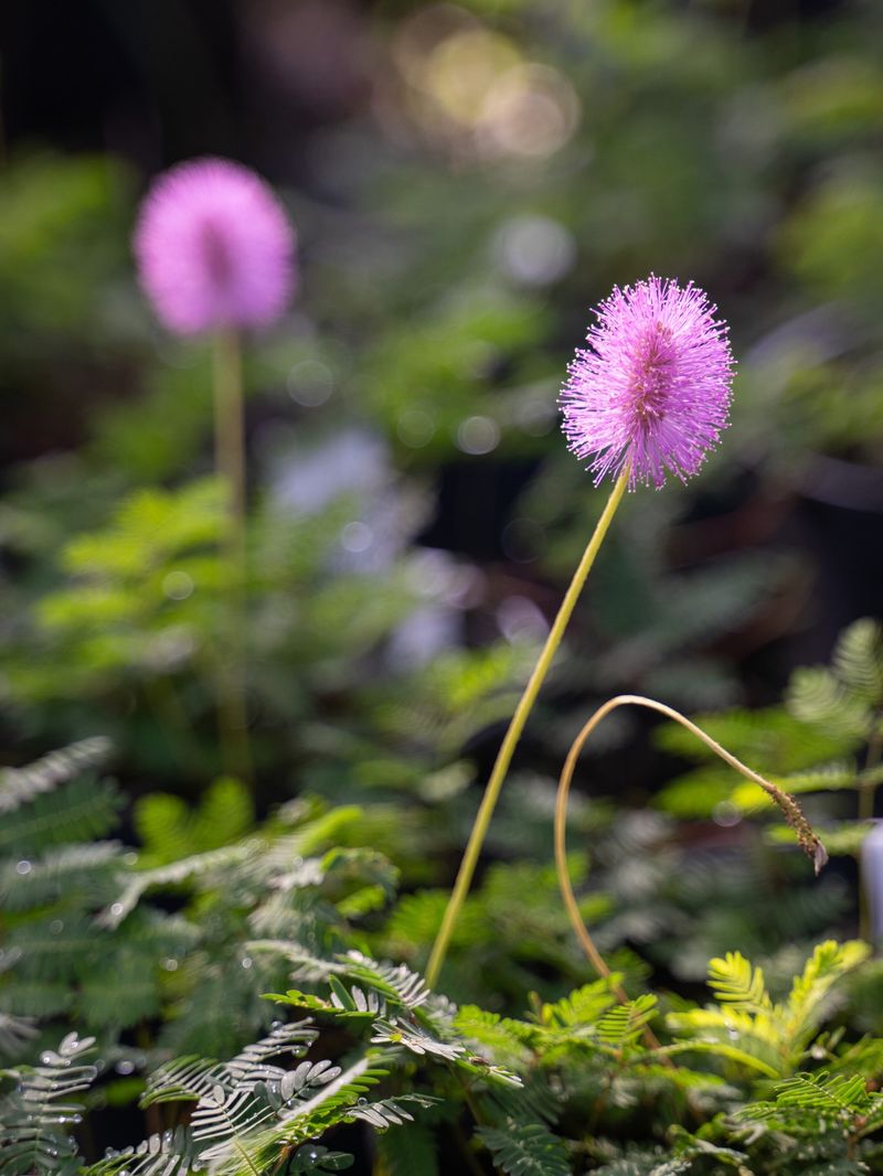 Sunshine Mimosa