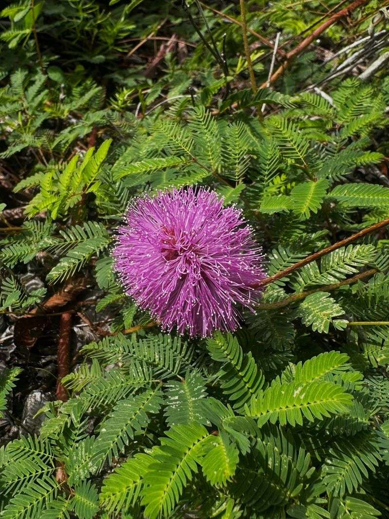 Sunshine Mimosa