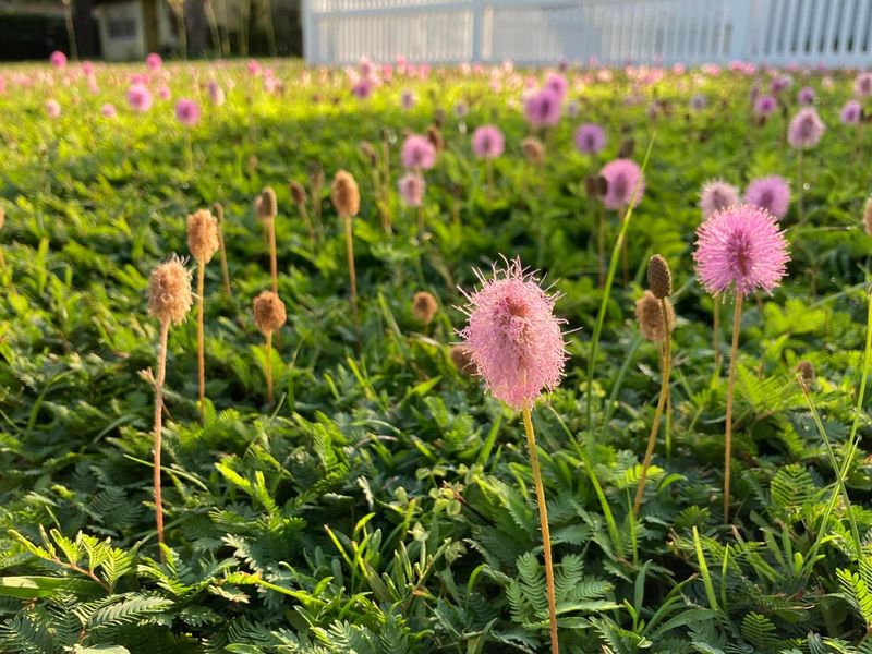 Sunshine Mimosa