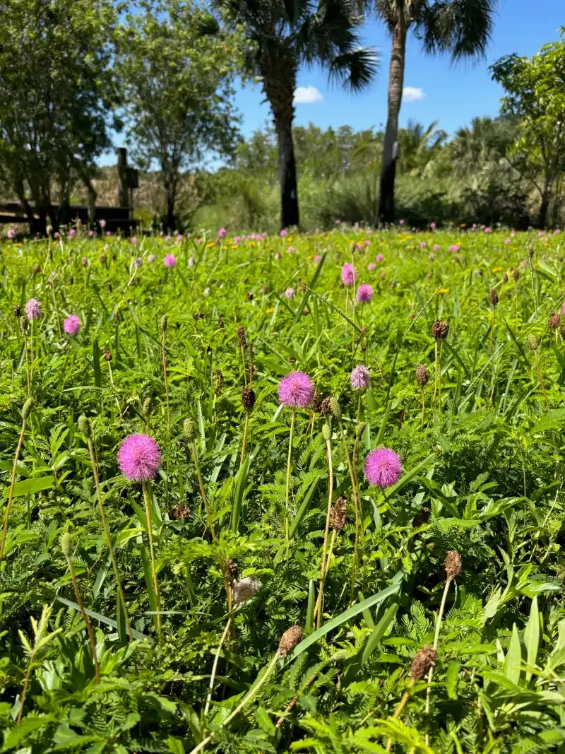 Sunshine Mimosa