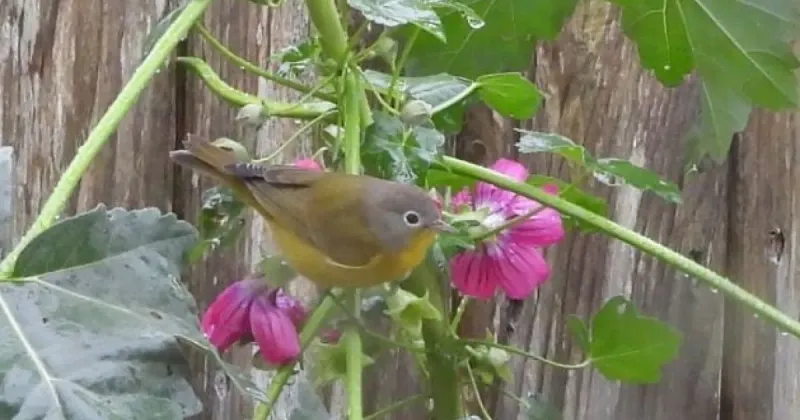 Support Bushtits with a better-observed, less chemical-dependent yard Support Bushtits with a better-observed, less chemical-dependent yard