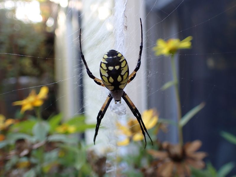 Support Garden Spiders Without Expecting a Pest-Free Bed