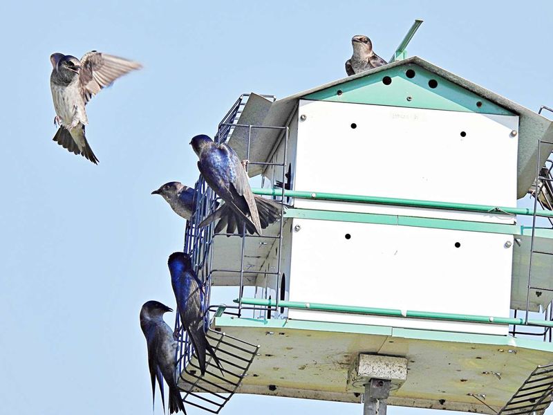 Support Purple Martins as wildlife, not as pest control