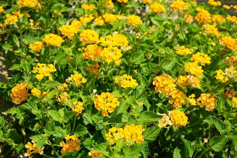 Support Recovery With Light, Careful Watering, and Good Drainage