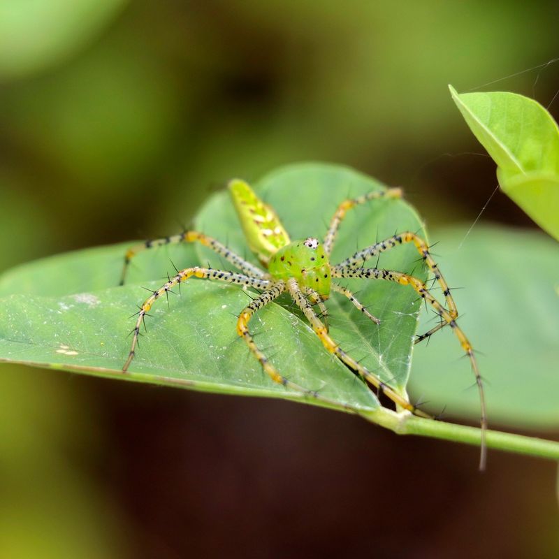 Support a small predator without promising fewer roaches