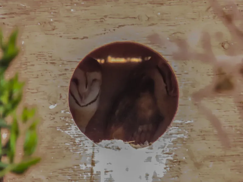 Support barn owls without forcing or disturbing them