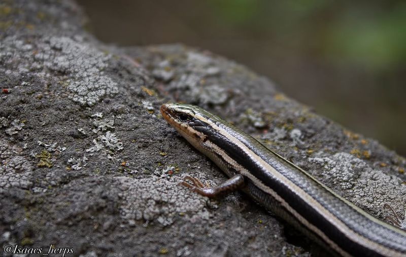Support compatible skink habitat without overpromising Support compatible skink habitat without overpromising