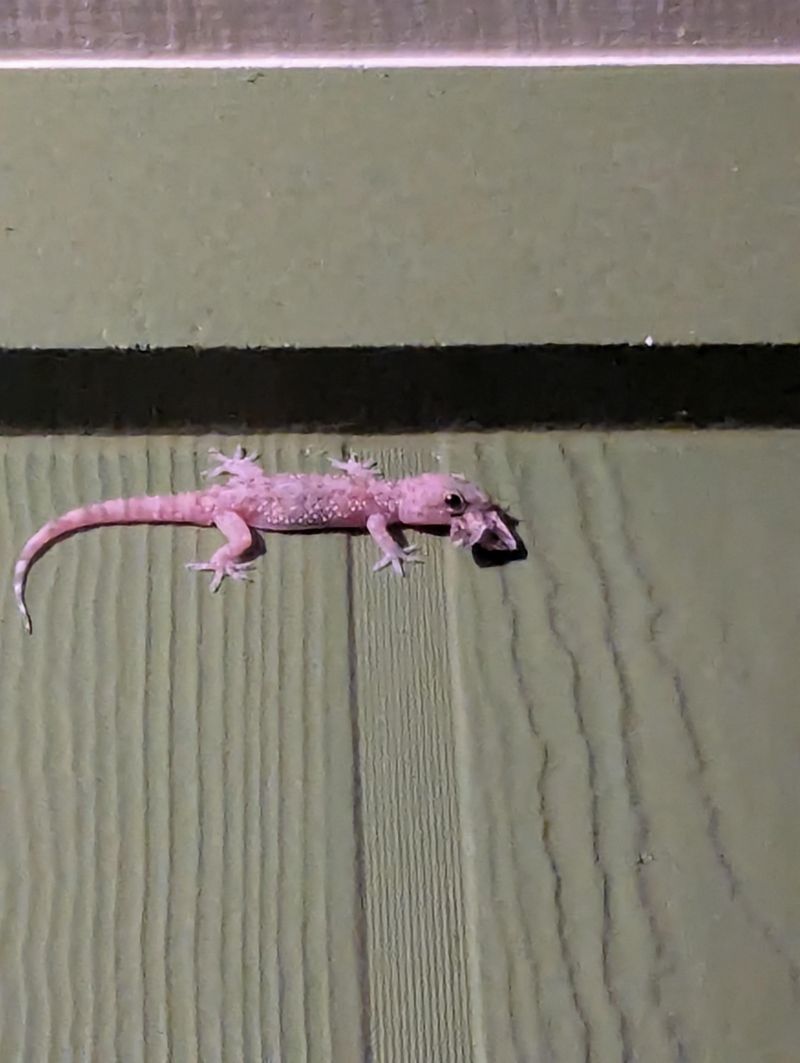 Support geckos without undermining pest control