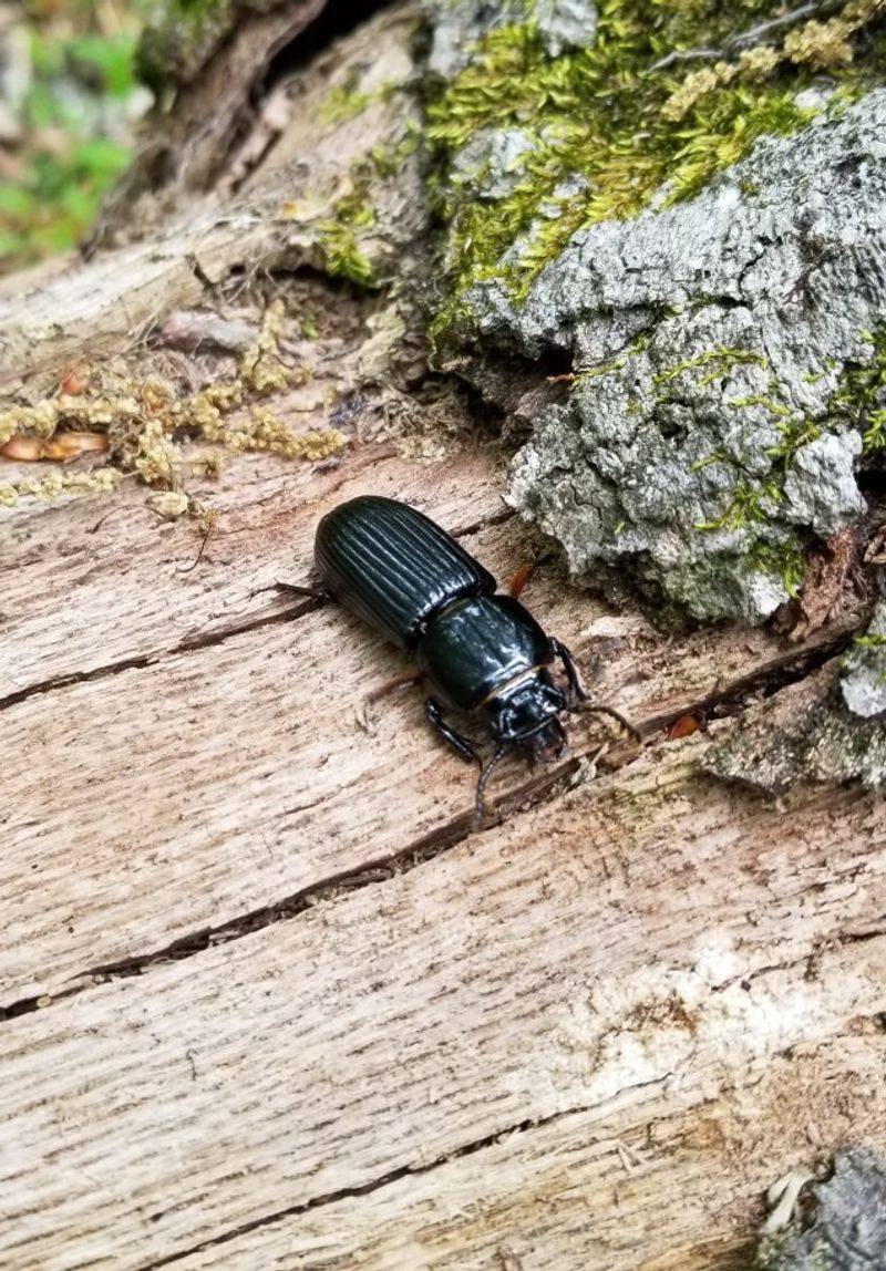 Support ground beetles without creating moist snail habitat