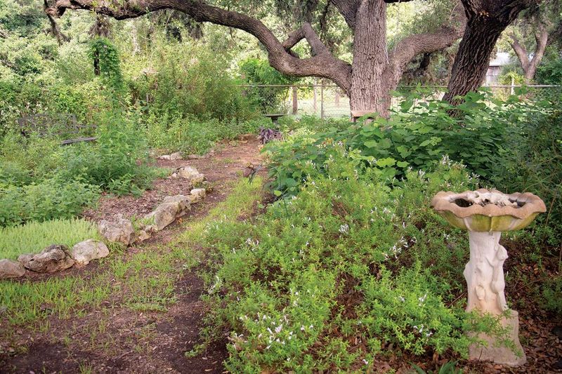 Support insects without turning the yard into a lure Support insects without turning the yard into a lure