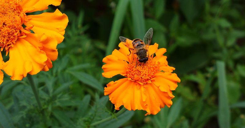Support natural enemies without trying to stock the garden