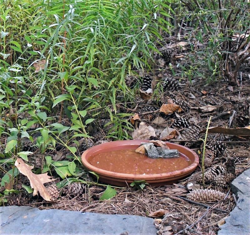 Support natural prey without feeding or baiting lizards Support natural prey without feeding or baiting lizards