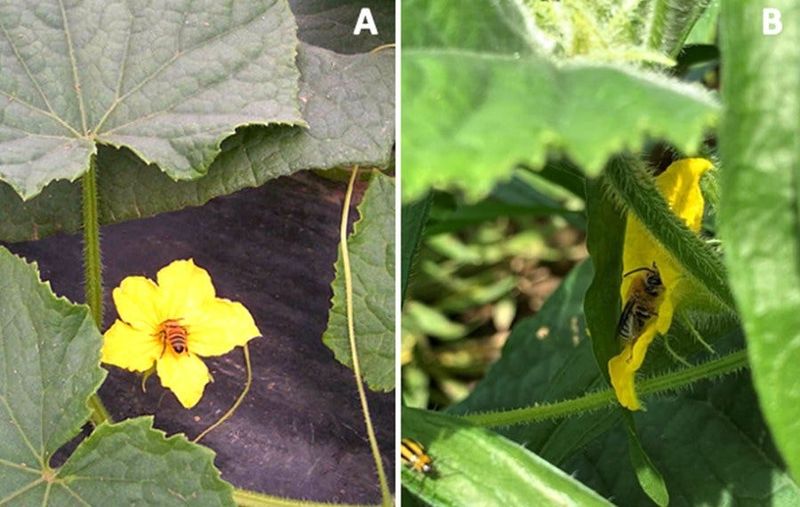 Support recovery by protecting pollinators and managing the fruit load
