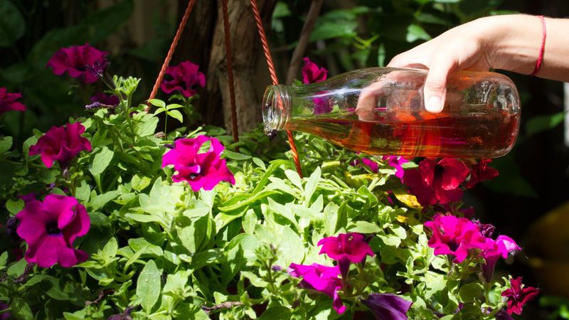 Support recovery with careful watering and label-directed feeding