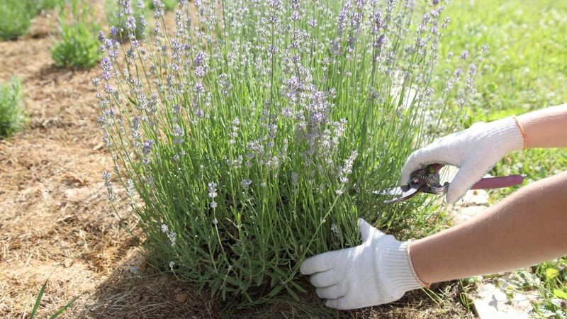 Support recovery without overwatering or fertilizing Support recovery without overwatering or fertilizing