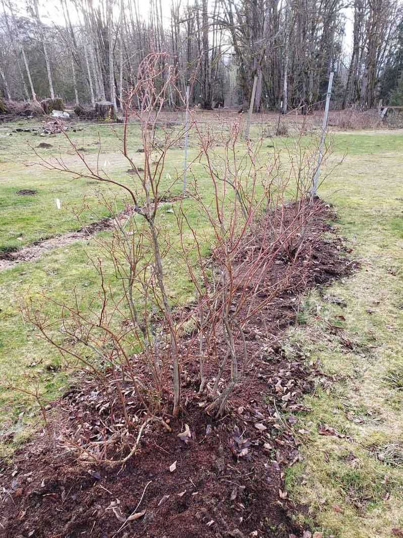 Support regrowth with water and suitable soil Support regrowth with water and suitable soil