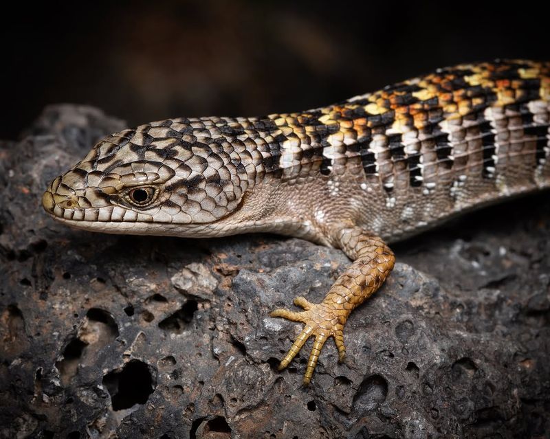 Support southern alligator lizards for their real garden role