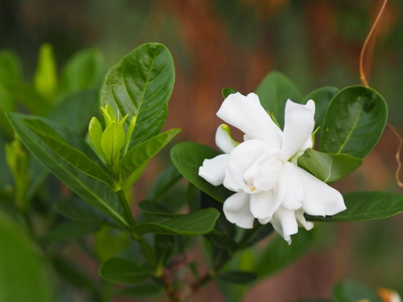 Support summer blooms by diagnosing stress, not chasing a miracle product Support summer blooms by diagnosing stress, not chasing a miracle product