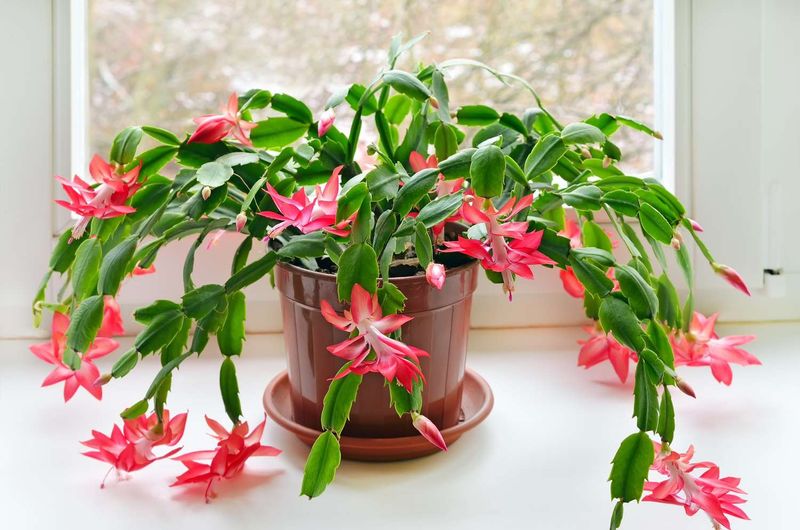 Support summer growth without forcing flowers with drought