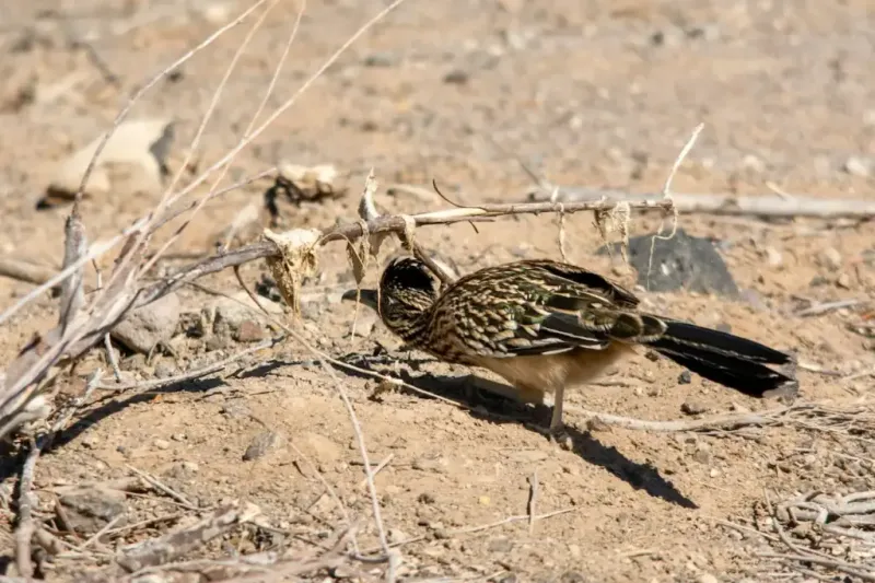 Support the Food Web Around the Cactus