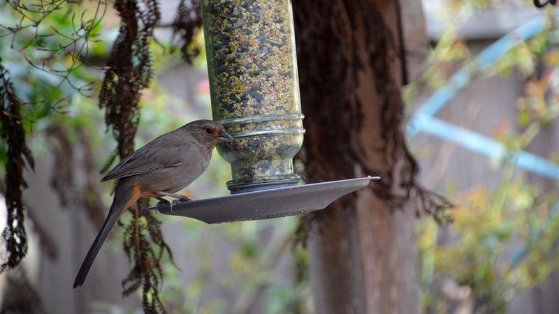Support the bird without disturbing nests or creating a feeder problem