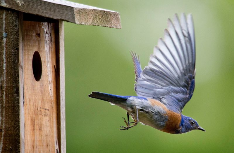 Support the bluebird without betting the garden on it