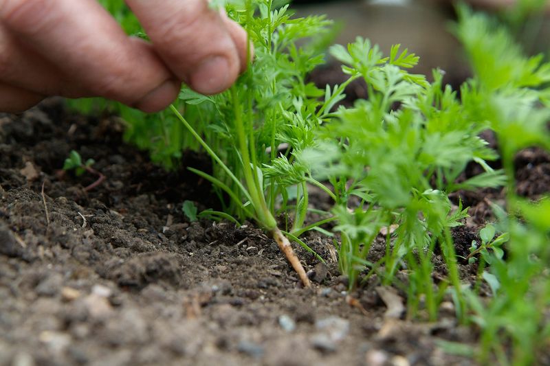Support the current crop without promising a reset