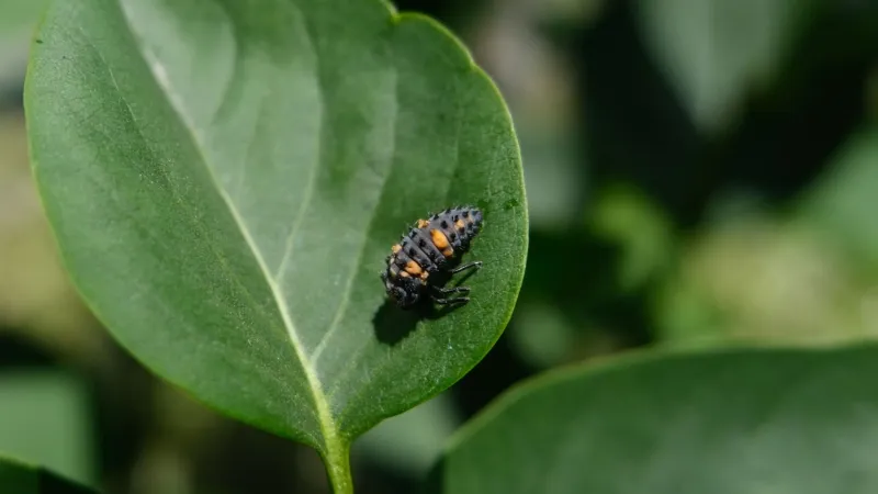 Support the garden's entire natural-enemy community