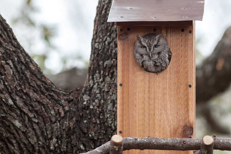 Support the habitat that brought the owl nearby