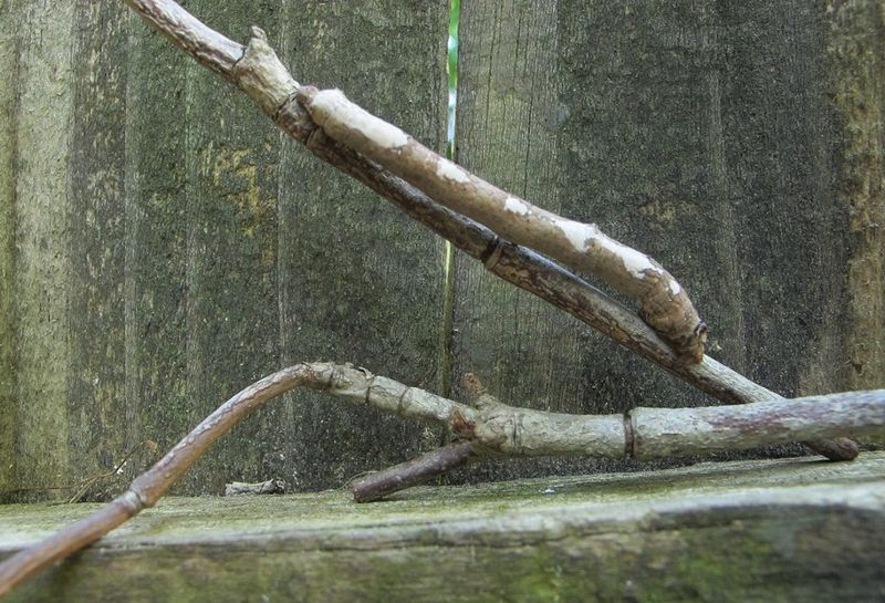 Support the habitat without turning the yard into an enclosure