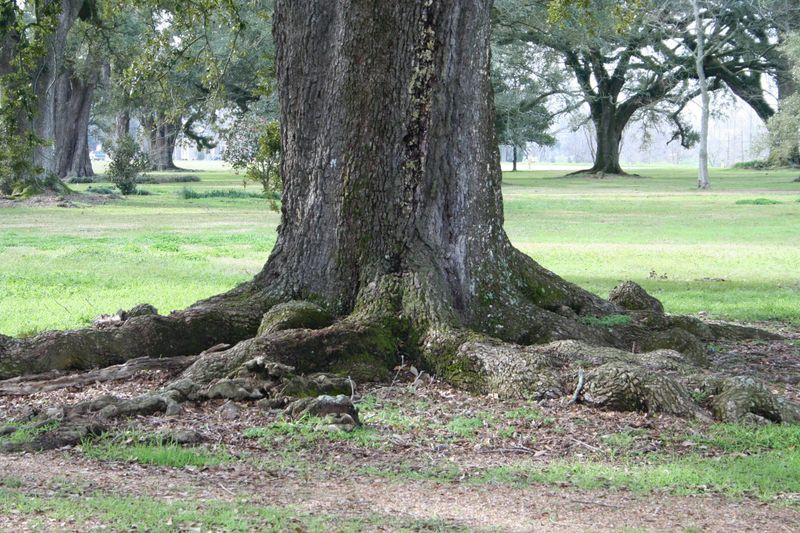 Support the root zone while the heat persists