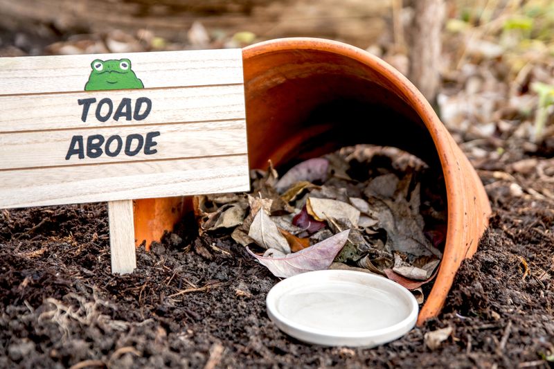Support the toad with shade, cover, and carefully managed water