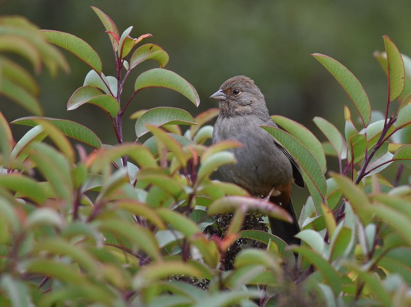 Support the towhee without giving slugs the whole garden Support the towhee without giving slugs the whole garden