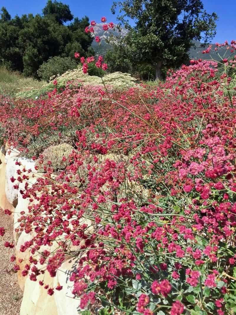 Support the wider garden food web