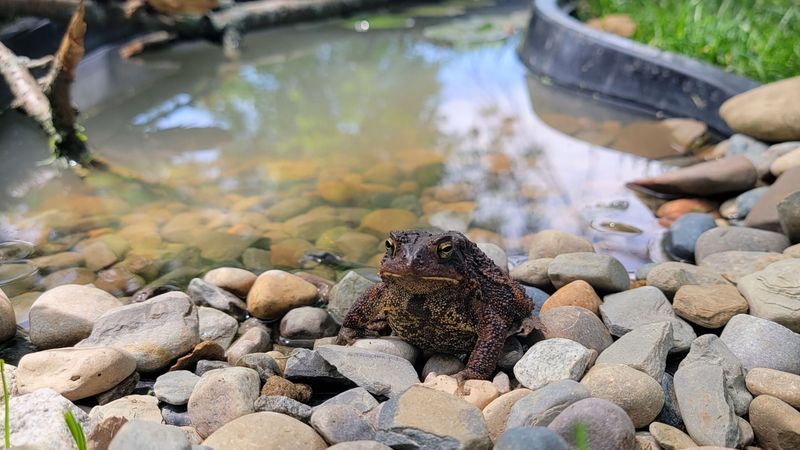 Support useful habitat without keeping the yard wet Support useful habitat without keeping the yard wet