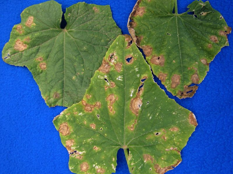 Suspected Angular Leaf Spot Fits the Pattern—but Does Not Prove the Cause