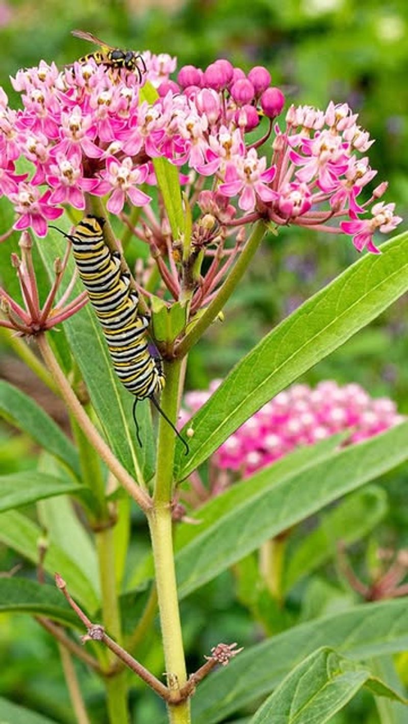 Swamp Milkweed