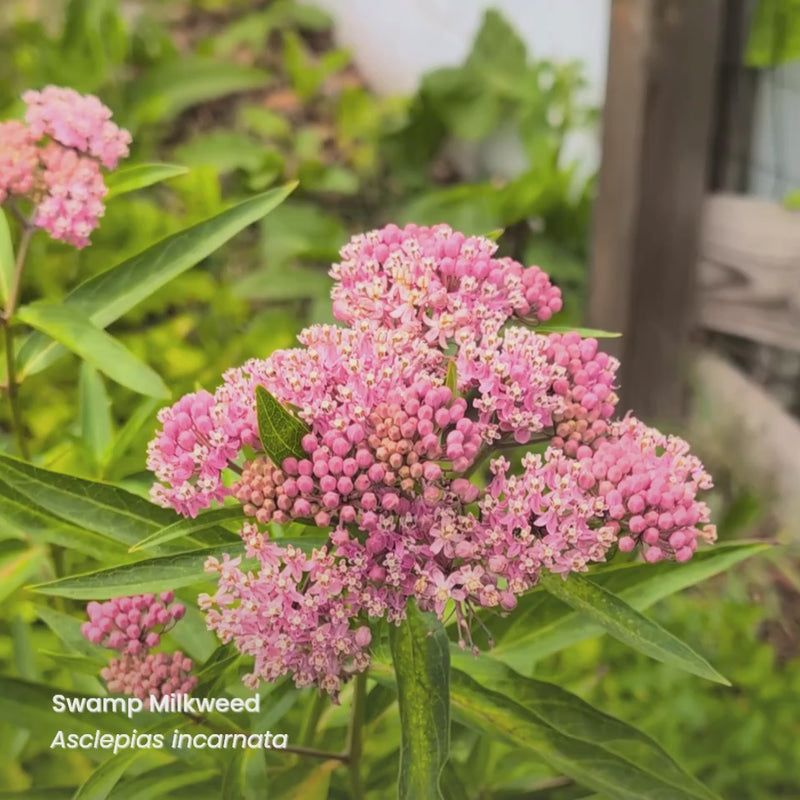 Swamp Milkweed Swamp Milkweed